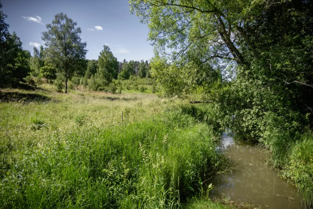 Dike och grönska vid Blackfjärden, en del av Lillkyrka fornstig i Enköpings kommun.