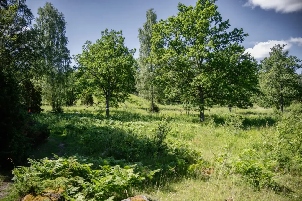 Vy över Finnshögens gravfält vid Lillkyrka fornstig längs Upplandsleden etapp 27.