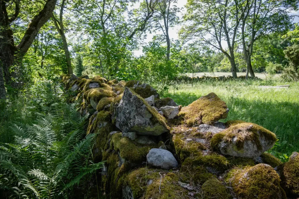 Mossig stenmur vid Lövnäs längs Lillkyrka fornstig på Upplandsleden.
