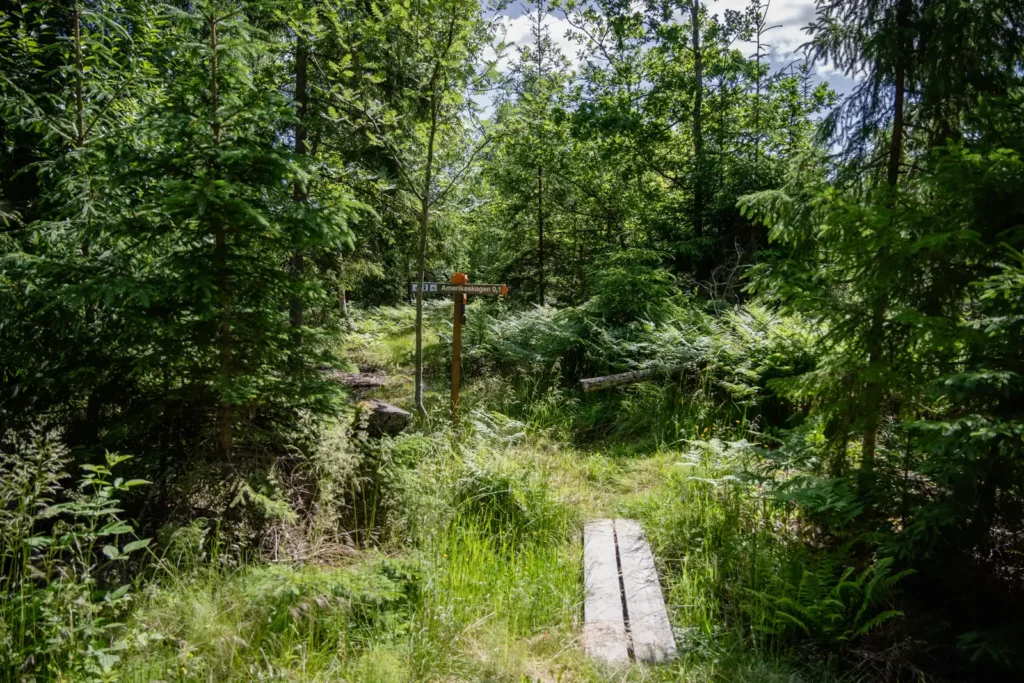 Spång genom grön skog vid Amerikaskogen längs Upplandsleden mellan Lillkyrka och Veckholm.
