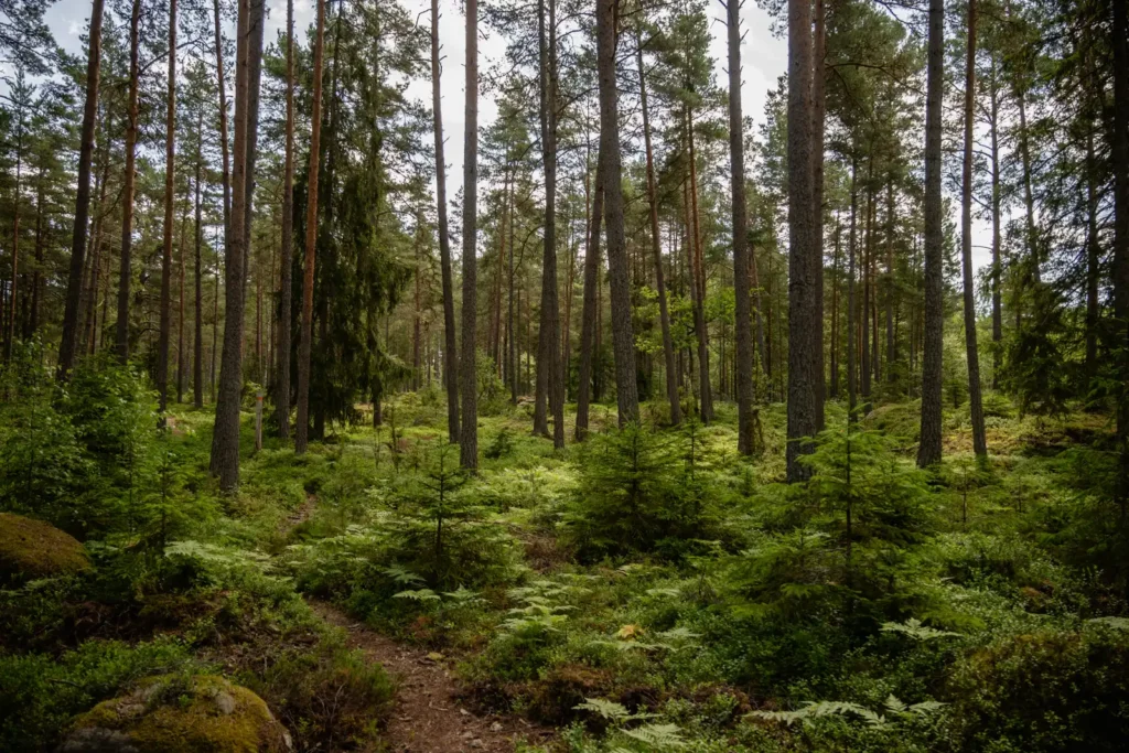 Barrskog och smal stig på Upplandsleden etapp 27 mellan Lillkyrka och Veckholm.