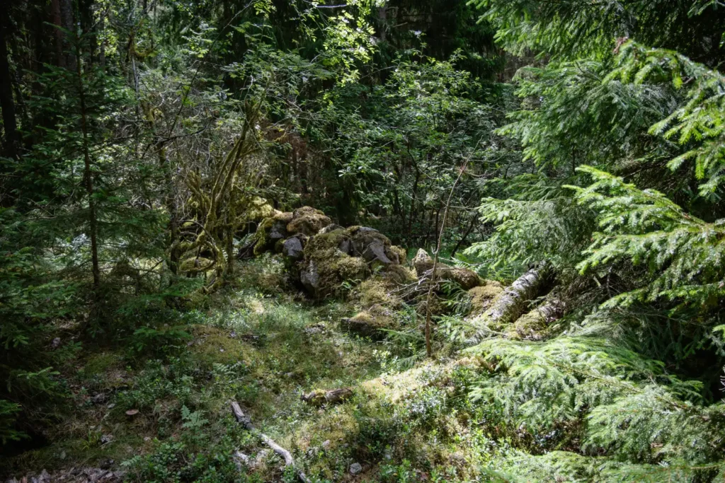 Gammal stenmur i skogen längs Upplandsleden nära Lillkyrka fornstig.