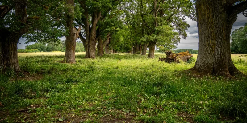 Gamla ekar i Fånö ekallé med grova stammar, grön mark och öppet landskap bakom träden.